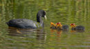 Coot and chicks