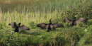 Cormorants
