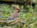 Waxwing