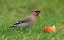 Waxwing
