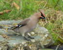 Waxwing