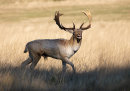 Fallow buck