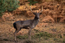Fallow Buck