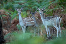 Fallow Deer