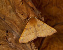 Feathered Thorn