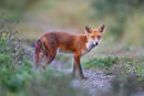 Fox