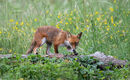 Fox