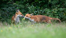 Foxes