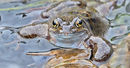 Common Frog