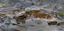 Common Frogs