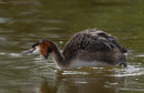 Great Crested Grebe