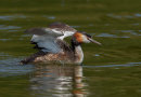 Great Crested Grebe
