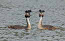 Great Crested Grebe