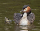 Great Crested Grebe and chick