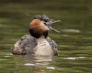 Great Crested Grebe