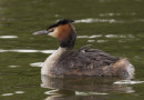 Great Crested Grebe and chick