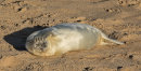 Grey Seal