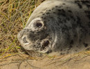 Grey Seal