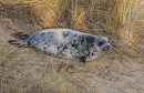 Grey Seal