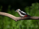 Great Spotted Woodpecker