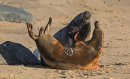 Grey Seals
