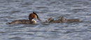 Great Crested Grebe and chicks