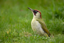 Woodpeckers, Creepers and Nuthatches
