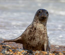 Grey Seal