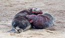Grey Seals