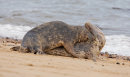 Grey seals