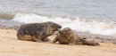 Grey seals