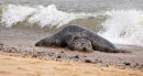 Grey seals