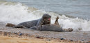 Grey seals