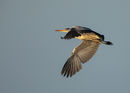 Heron
