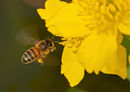 Honey bee