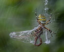 Wasp Spider