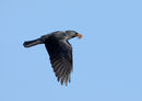 Jackdaw