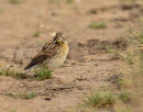 Reed Bunting