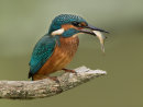 Kingfisher