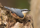 Woodpeckers, Creepers and Nuthatches