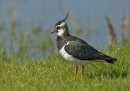 Lapwing