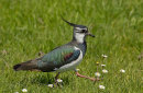 Lapwing