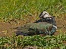 Lapwing