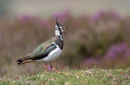 Lapwing