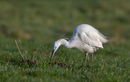 Little Egret