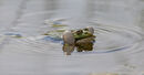 Marsh Frog
