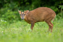 Muntjac