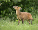 Muntjac