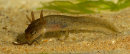 Smooth Newt tadpole