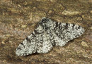 Peppered Moth